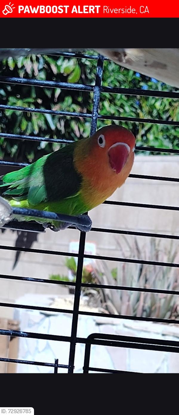 Lost Male Bird last seen Lincoln/Priscilla St., Riverside, CA 92506