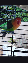 Lost Male Bird last seen Lincoln/Priscilla St., Riverside, CA 92506