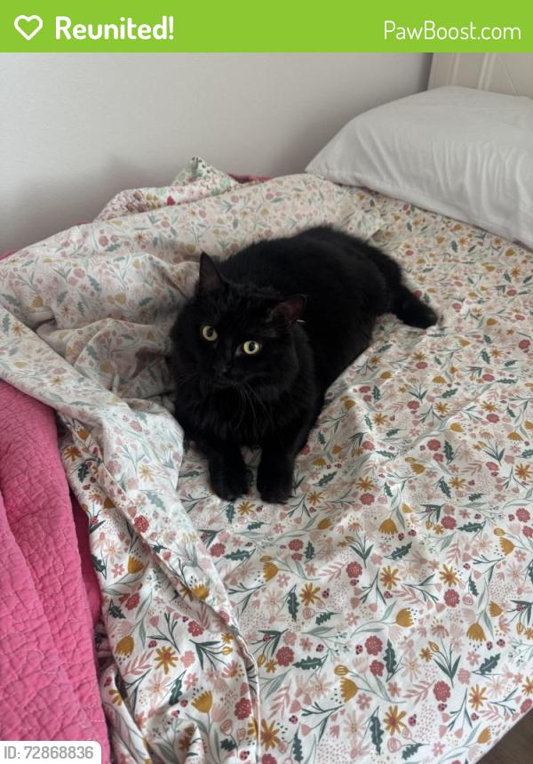 Reunited Female Cat last seen Farmington High School, Farmington, AR 72730