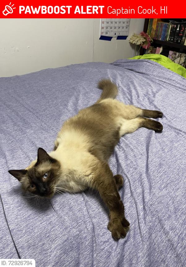 Lost Male Cat last seen Painted Church and Rock Bottom rd, Captain Cook, HI 96704