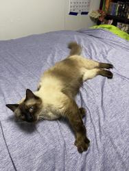 Lost Male Cat last seen Painted Church and Rock Bottom rd, Captain Cook, HI 96704