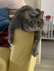 Lost Female Cat last seen Near Oakwood bend ave, Las Vegas NV 89113, Las Vegas, NV 89113