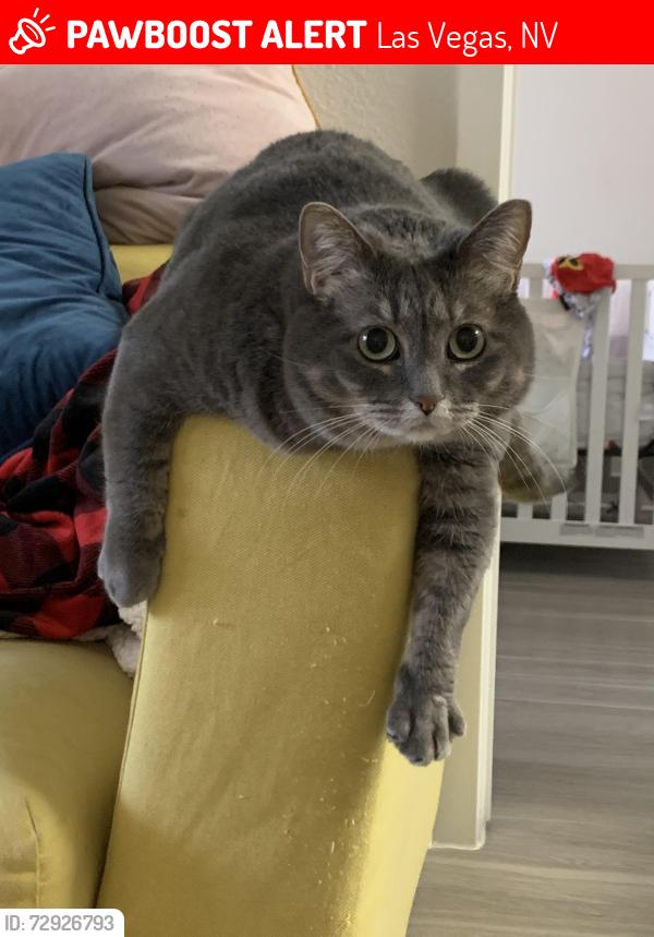 Lost Female Cat last seen Near Oakwood bend ave, Las Vegas NV 89113, Las Vegas, NV 89113