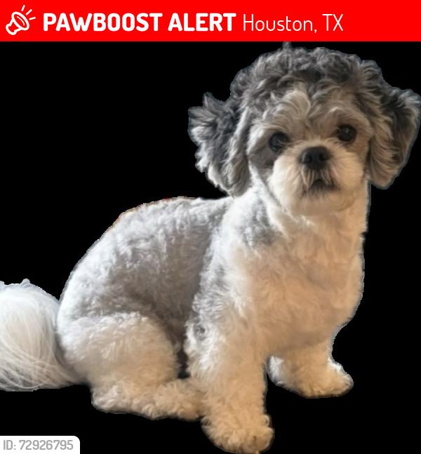 Lost Male Dog last seen Eastwood & Harrisburg , Houston, TX 77011
