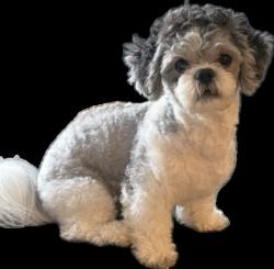 Lost Male Dog last seen Eastwood & Harrisburg , Houston, TX 77011