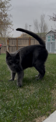Reunited Male Cat last seen At top of Winsport Ski hill/ Cougar Ridge, Calgary, AB T3H 0V3
