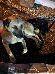 Found/Stray Male Dog last seen Davis St x Chalk Hill Rd, Dallas, TX 75211