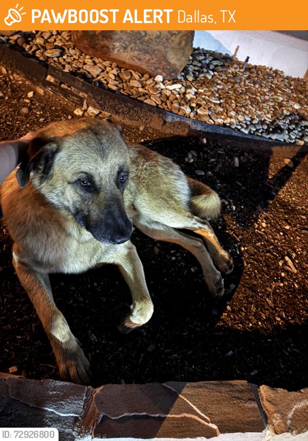 Found/Stray Male Dog last seen Davis St x Chalk Hill Rd, Dallas, TX 75211