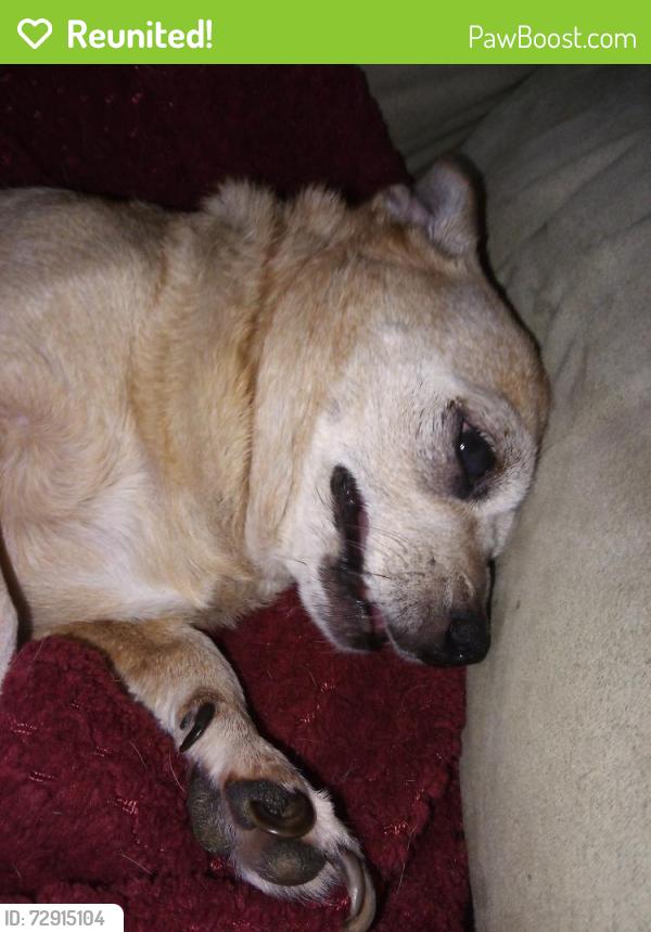 Reunited Female Dog last seen 57th Street & 2nd Avenue  Sacramento California , Sacramento, CA 95817