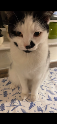 Reunited Male Cat last seen Warwick Close, Studley, Warwickshire, England B80