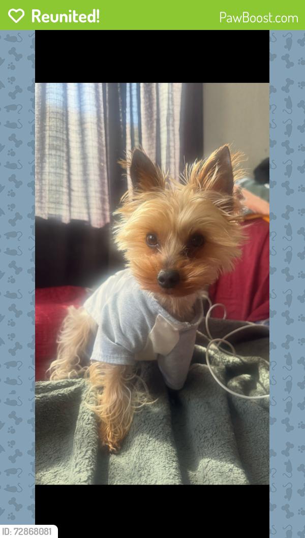 Reunited Male Dog last seen Coolidge park and eddies liquor , Long Beach, CA 90805