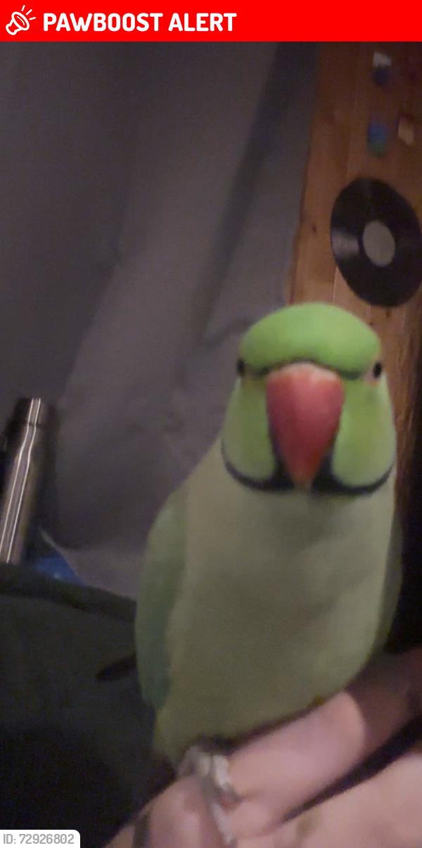 Lost Female Bird last seen Silverton Crescent, West Midlands, England B13 9NH