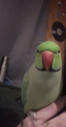 Lost Female Bird last seen Silverton Crescent, West Midlands, England B13 9NH