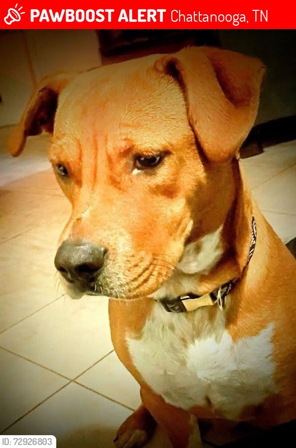 Lost Female Dog last seen A. Barnes Fencing Company , Chattanooga, TN 37343