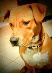 Lost Female Dog last seen A. Barnes Fencing Company , Chattanooga, TN 37343