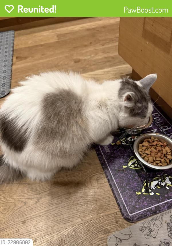 Reunited Male Cat last seen W 81st and kentwood, Los Angeles, CA 90045