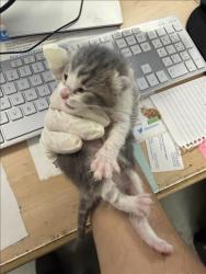 Shelter Stray Female Cat last seen , Los Angeles, CA 91405