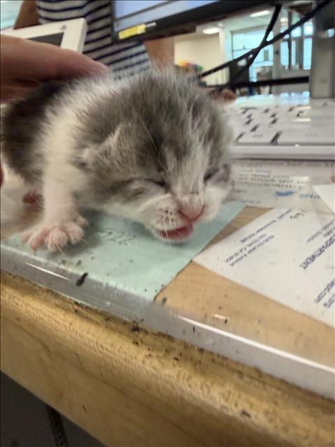 Shelter Stray Unknown Cat last seen , Los Angeles, CA 91405