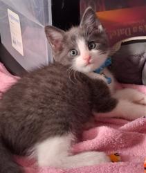 Shelter Stray Male Cat last seen , Los Angeles, CA 91405
