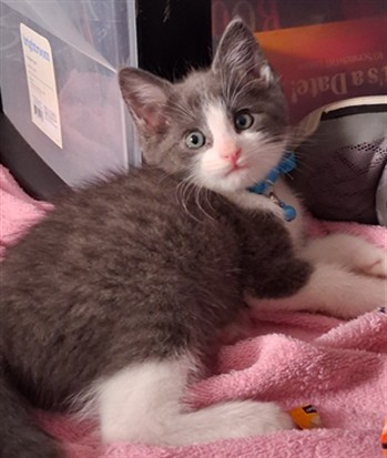 Shelter Stray Male Cat last seen , Los Angeles, CA 91405