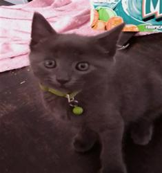 Shelter Stray Female Cat last seen , Los Angeles, CA 91405