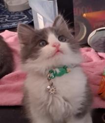 Shelter Stray Female Cat last seen , Los Angeles, CA 91405
