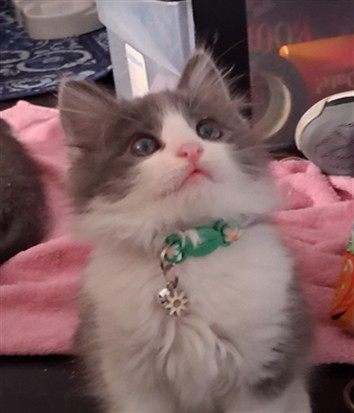 Shelter Stray Female Cat last seen , Los Angeles, CA 91405