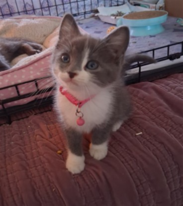 Shelter Stray Female Cat last seen , Los Angeles, CA 91405