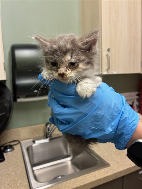 Shelter Stray Male Cat last seen 100TH AND PECOS, Brighton, CO 80601