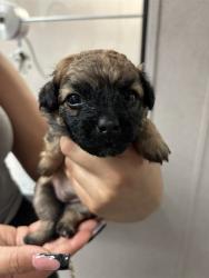 Shelter Stray Female Dog last seen E BASE LINE ST X N TIPPECANOE AVE, San Bernardino, CA 92401
