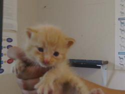 Shelter Stray Male Cat last seen ALWOOD CT/EDISON AVE, 95821, Sacramento, CA 95827