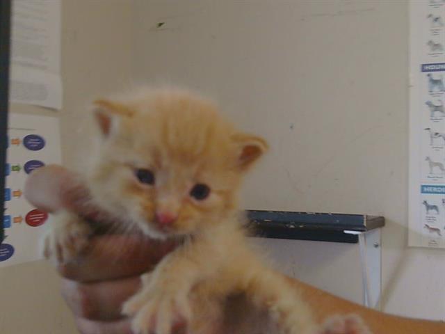 Shelter Stray Male Cat last seen ALWOOD CT/EDISON AVE, 95821, Sacramento, CA 95827