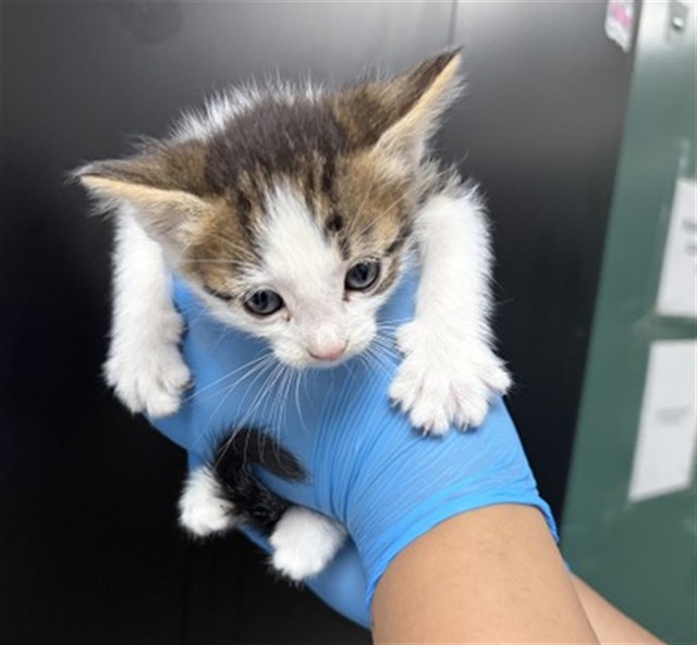 Shelter Stray Female Cat last seen TOYON AVE & TAYLOR AVE, FONTANA, CA, 92335, San Bernardino, CA 92401