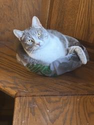 Reunited Male Cat last seen Navigation, Anthem, AZ 85086