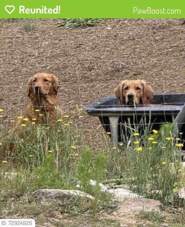 Reunited Female Dog last seen Near Burney Rd, Asheboro, NC 27205, USA, Asheboro, NC 27205