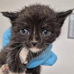 Shelter Stray Male Cat last seen Near BLOCK ROSEDALE HWY, BAKERSFIELD CA 93308, Bakersfield, CA 93308