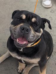 Found/Stray Male Dog last seen Buena Vista St in the small shopping center, on the south side of Huntington Dr. , Duarte, CA 91010