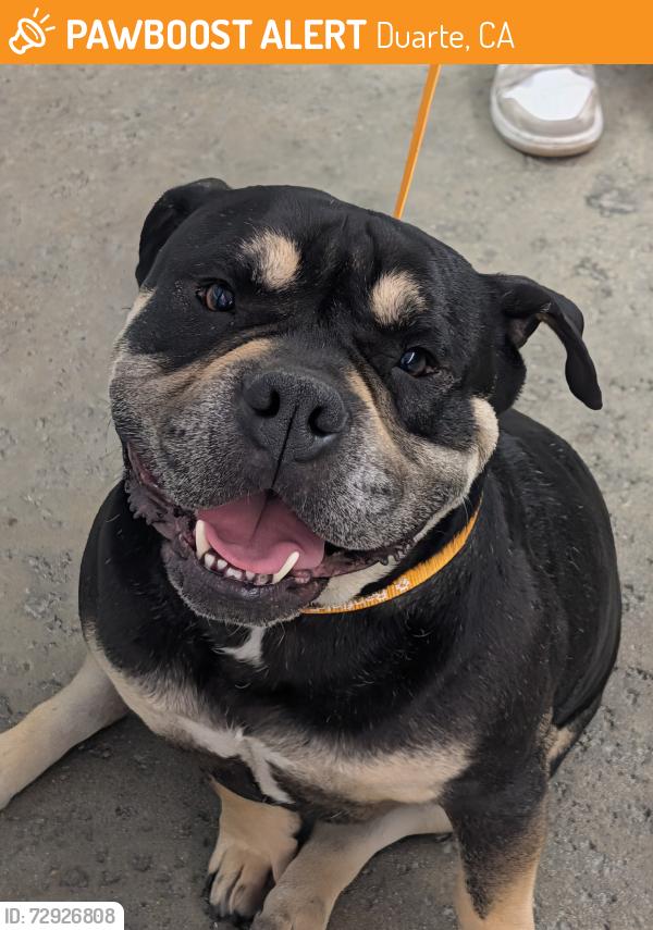 Found/Stray Male Dog last seen Buena Vista St in the small shopping center, on the south side of Huntington Dr. , Duarte, CA 91010