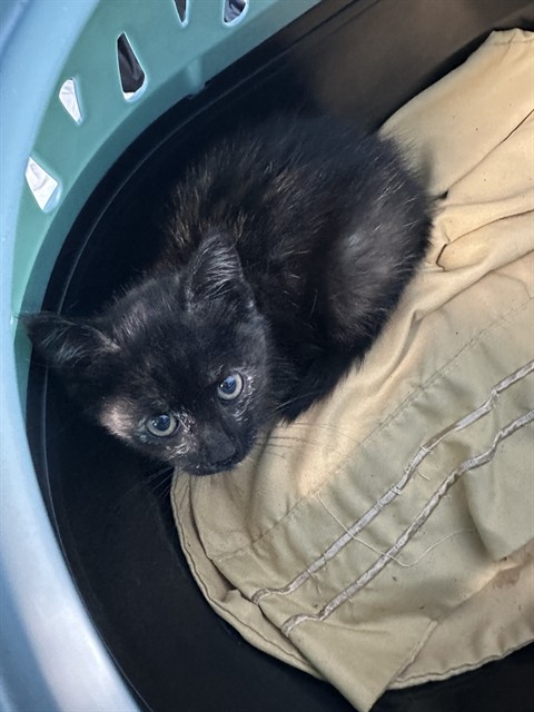 Shelter Stray Female Cat last seen Near BLOCK S H ST, BAKERSFIELD CA 93304, Bakersfield, CA 93308