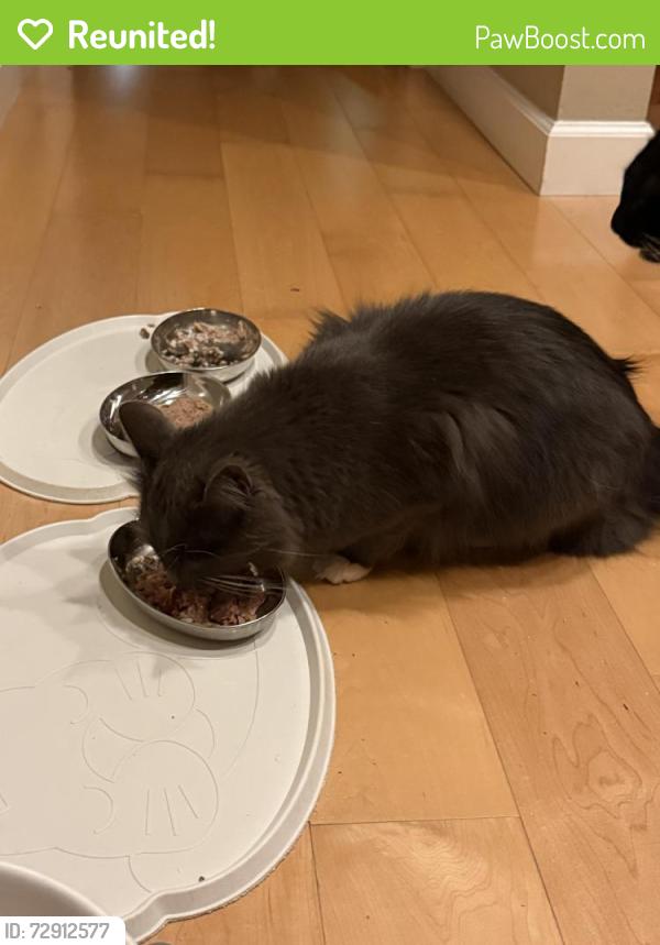 Reunited Male Cat last seen Forbes Mill Condos / Church & E Main St, Los Gatos, CA 95030