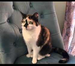 Reunited Female Cat last seen NW 95th Ave and Leahy Rd, Portland, OR 97229