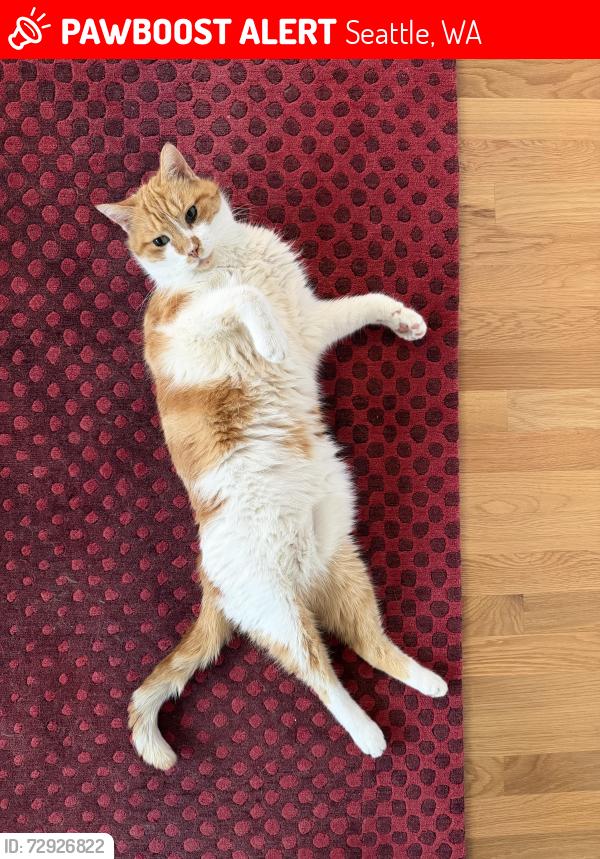 Lost Male Cat last seen Angeline St and 55th Ave S, Seattle, WA 98118