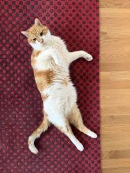 Lost Male Cat last seen Angeline St and 55th Ave S, Seattle, WA 98118