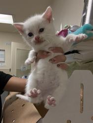 Shelter Stray Female Cat last seen Near BLOCK MARLENE ST, RIVERSIDE CA 92504, Jurupa Valley, CA 92509