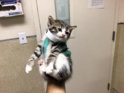Shelter Stray Female Cat last seen Near BLOCK RUSSELL ST, RIVERSIDE CA 92501, Jurupa Valley, CA 92509