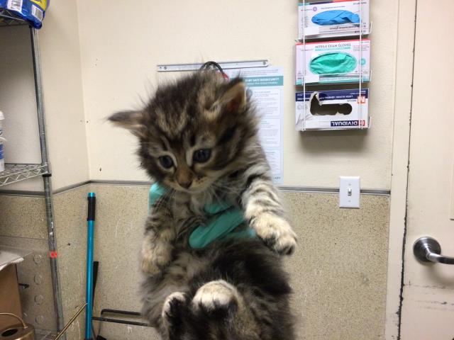 Shelter Stray Female Cat last seen Near BLOCK RUSSELL ST, RIVERSIDE CA 92501, Jurupa Valley, CA 92509