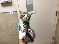 Shelter Stray Female Cat last seen Near BLOCK RUSSELL ST, RIVERSIDE CA 92501, Jurupa Valley, CA 92509