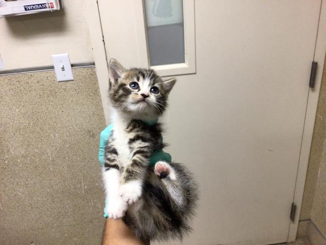 Shelter Stray Female Cat last seen Near BLOCK RUSSELL ST, RIVERSIDE CA 92501, Jurupa Valley, CA 92509