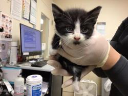 Shelter Stray Female Cat last seen Near BLOCK RUSSELL ST, RIVERSIDE CA 92501, Jurupa Valley, CA 92509