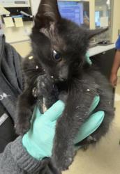 Shelter Stray Male Cat last seen Near BLOCK LAREDO RD, RIVERSIDE CA 92506, Jurupa Valley, CA 92509